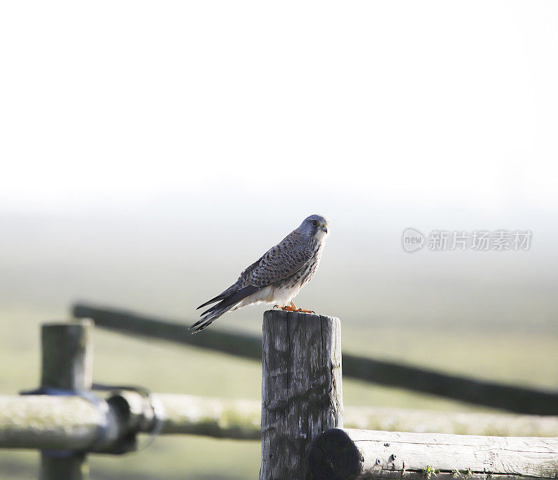 红隼(Falco tinnunculus)雄性